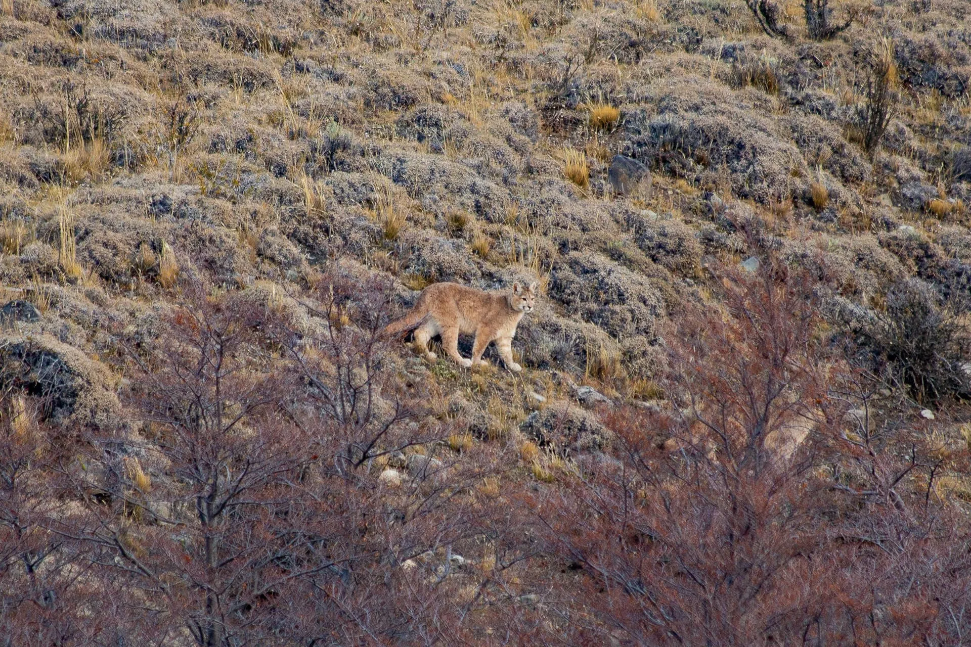 Torres del Paine EcoCamp